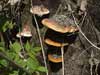 fomitopsis pinicola