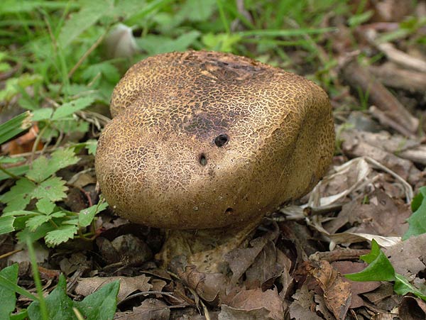 scleroderma verrucosum