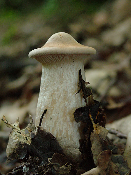 clitocybe geotropa