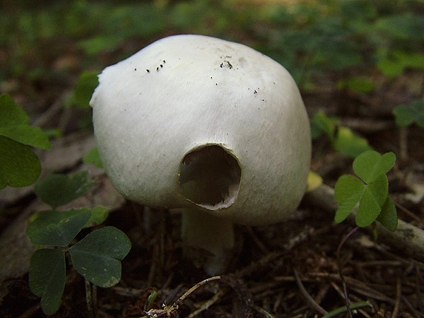 agaricus essettei