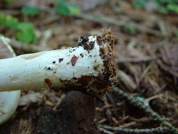 Schiefknolliger Anis-Champignon