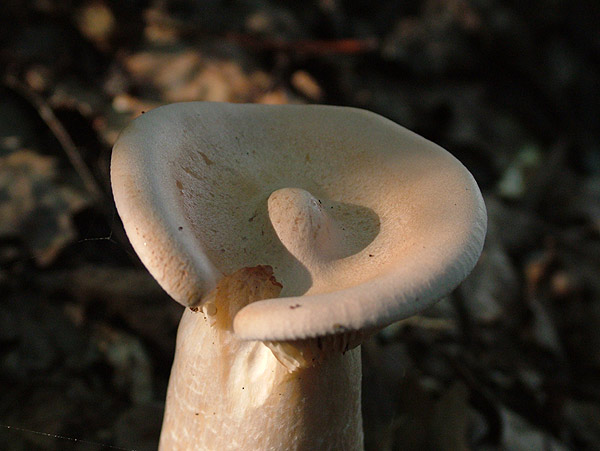 clitocybe geotropa