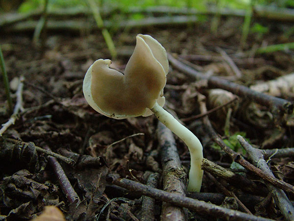 helvella ephippium