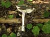amanita phalloides