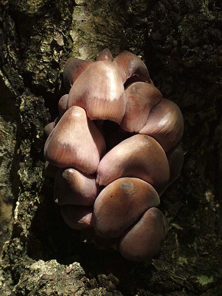 mycena haematopus