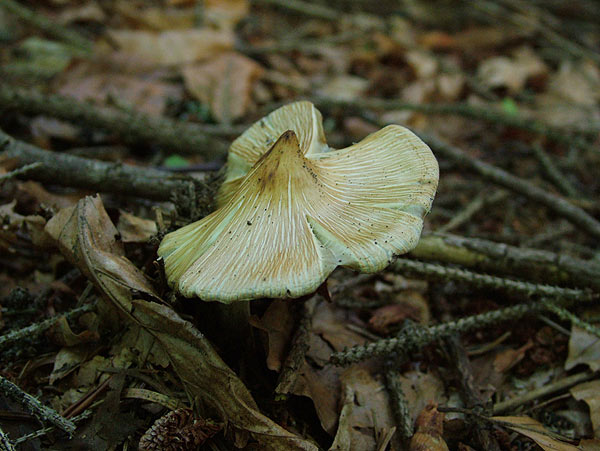 inocybe rimosa