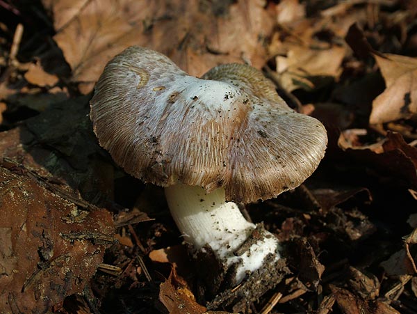 inocybe maculata