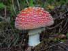 amanita muscaria