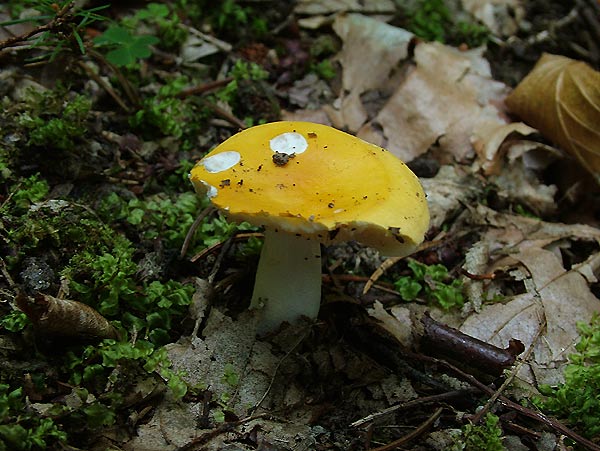 russula risigallina