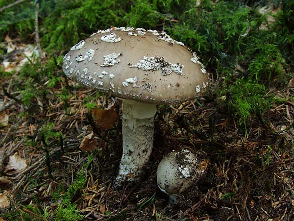 Amanita excelsa