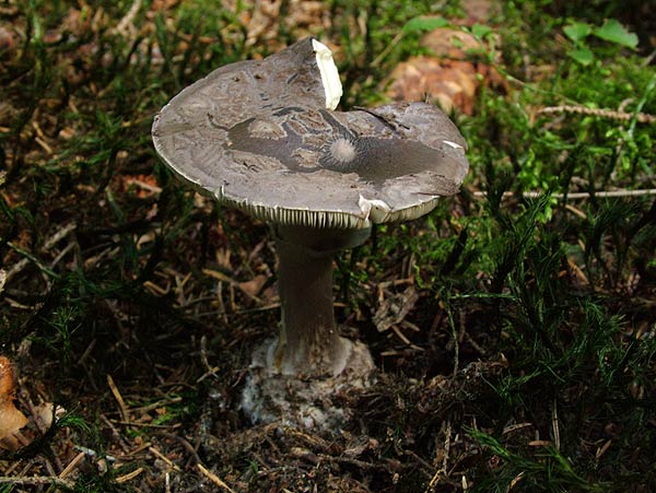 Amanita porphyria