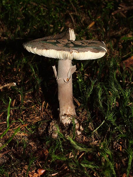 amanita porphyria