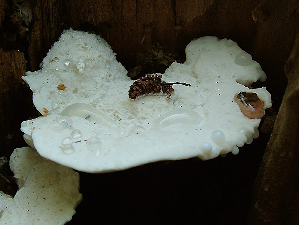 Oligoporus stipticus