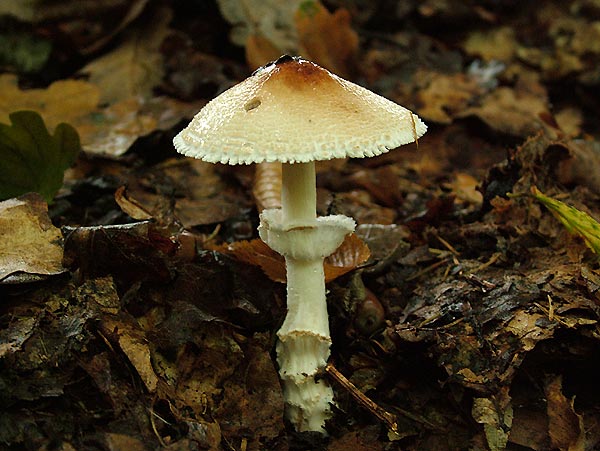 lepiota ignivolvata