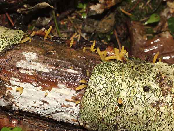 Calocera cornea