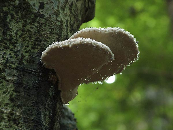 fomitopsis pinicola