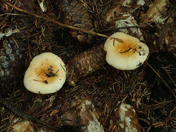 russula fellea