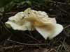 clitocybe phaeophthalma