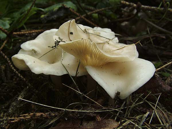 clitocybe phaeophthalma