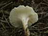 clitocybe phaeophthalma