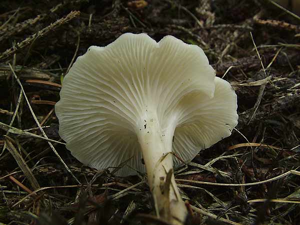 clitocybe phaeophthalma