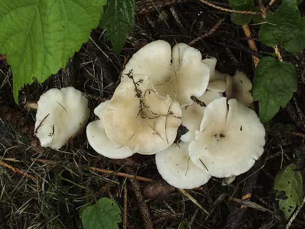 clitocybe phaeophthalma