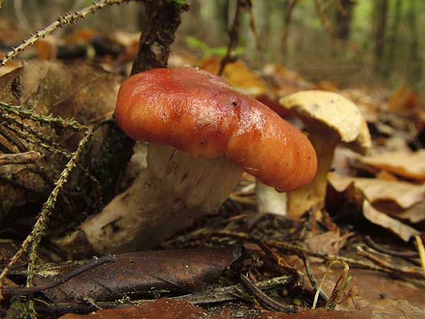 gomphidius roseus