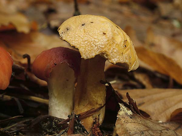 Suillus bovinus