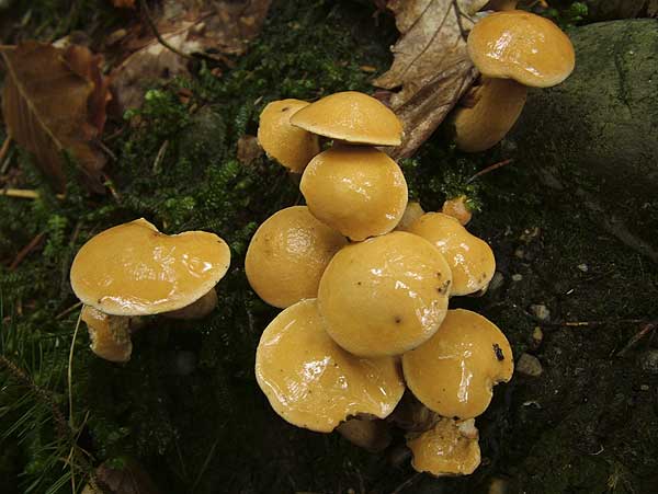 suillus bovinus