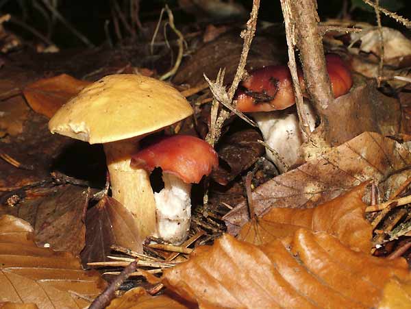 gomphidius roseus in suillus bovinus