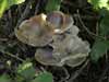 clitocybe phaeophthalma
