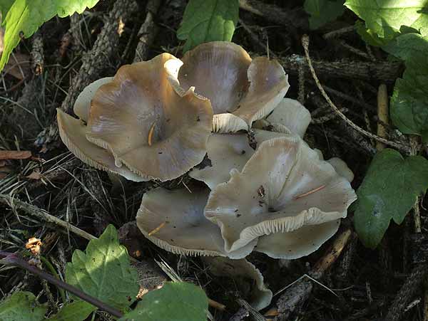 clitocybe phaeophthalma