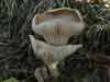 clitocybe phaeophthalma