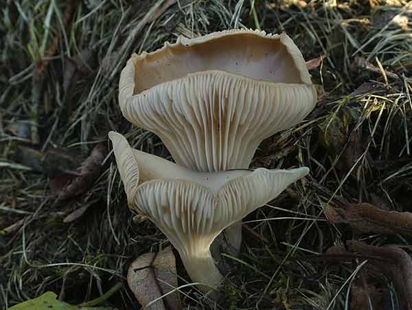 clitocybe phaeophthalma