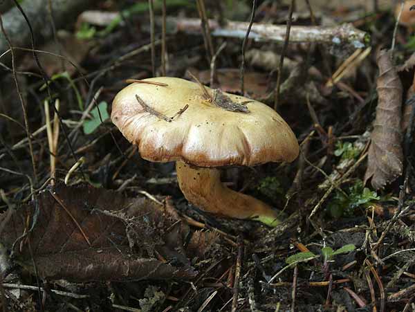 chalciporus piperatus