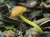hygrocybe conica