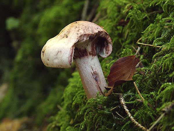 hygrophorus erubescens