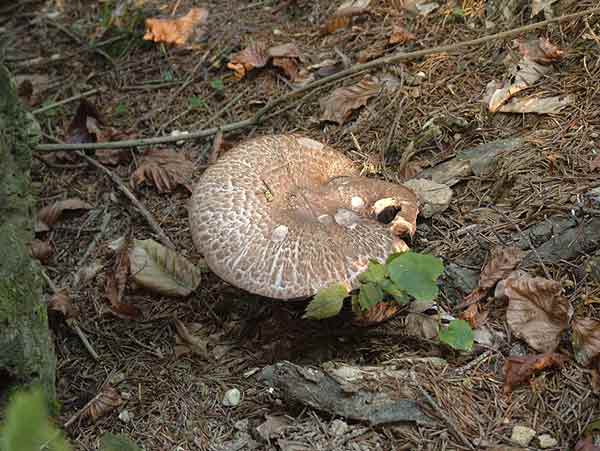 Wald-Champignon