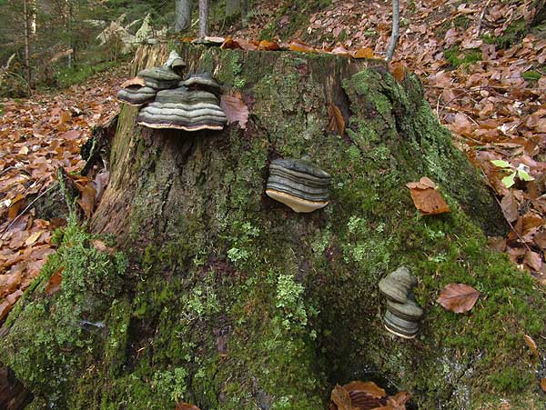 fomitopsis pinicola