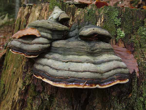 fomitopsis pinicola