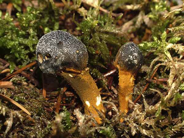 cordyceps capitata