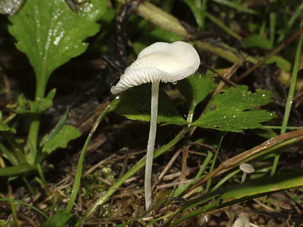 hemimycena lactea