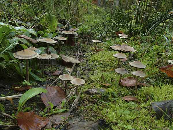 psathyrella lacrymabunda