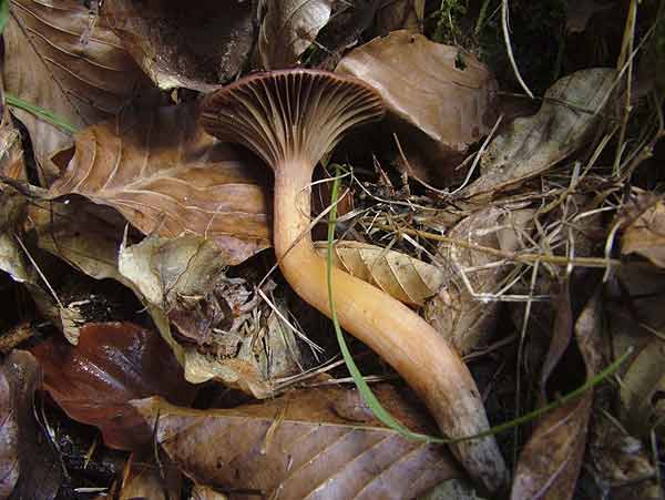 chroogomphus rutilus