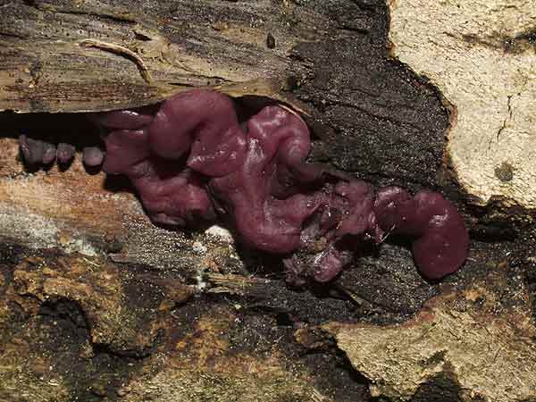 ascocoryne sarcoides