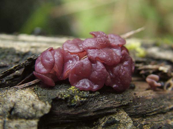 Fleischroter Gallertbecher