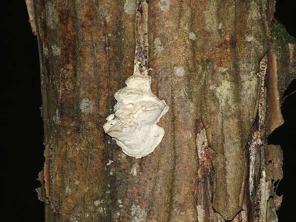 oligoporus lacteus