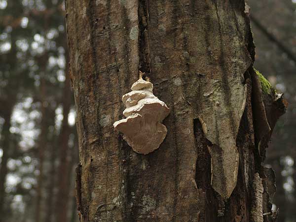 Oligoporus tephroleucus