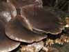 pleurotus ostreatus