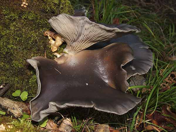 Pleurotus ostreatus
